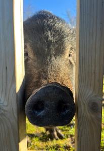 un cerdo espiando su nariz a través de una valla en Cedar Cottage, en Tenby