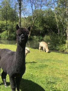 Dyr i feriehuset eller i nærheden