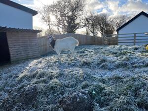 a sheep standing in a field of hay at Hazel Cottage in Tenby