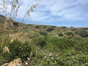 un champ d'herbe et de fleurs sur une colline dans l'établissement Dammusi IL SERRALH -Pantelleria-, à Pantelleria