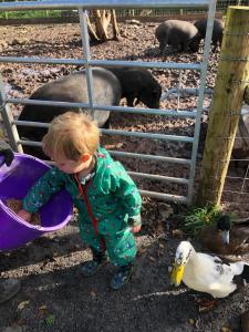a young boy is feeding animals at a zoo at Birch Cottage in Tenby
