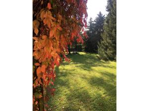 Ein Garten an der Unterkunft Ferienwohnung Thiel