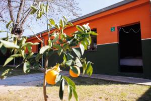 a building with a tree with oranges on it at Kazerma e Cerenit in Surreli