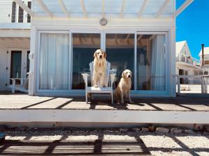 dos perros sentados en una silla en un porche en Pearl Bay Beach Home, en Yzerfontein