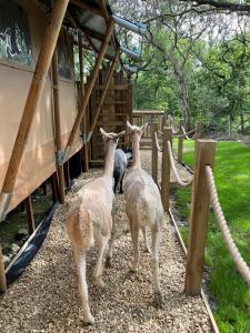 Três lamas estão ao lado de uma cerca. em Robin Hood Safari Tent em Tenby