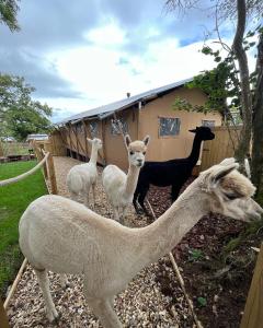un groupe de lamas debout devant une maison dans l'établissement Aladdin Safari Tent, à Tenby