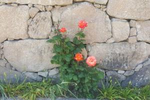 a plant with orange flowers in front of a stone wall at Casa das Oliveiras, o Douro no seu esplendor! in Cinfães