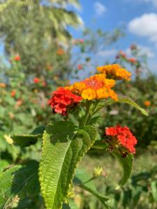 a group of orange and red flowers in a field at Agriturismo Masseria Cannella in Lesina