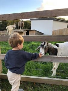 un joven acariciando una vaca a través de una valla en Sunrise Dome Tent, en Tenby