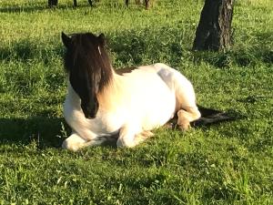 ein schwarzes und weißes Pferd im Gras in der Unterkunft Ferienwohnung Zweinig 03 in Roßwein