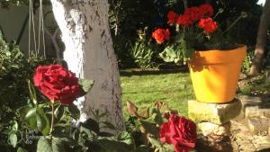 una maceta de flores sentada junto a un árbol con rosas rojas en Zagara di Sicilia, en Marsala