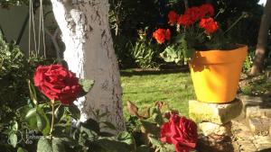a flower pot sitting next to a tree with red roses at Zagara di Sicilia in Marsala
