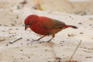 a red bird is standing on the ground at Jinack Lodge in Jinack Island