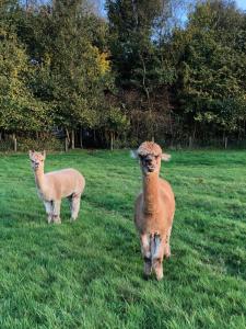 two sheep standing in a field of grass at Grutsk op 12 in Drachten