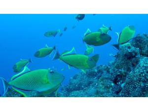 un groupe de poissons nageant dans l'océan dans l'établissement Hachijojima Hotel Resort Sea Pillows - Vacation STAY 53173v, à Mitsune 28 autres photos