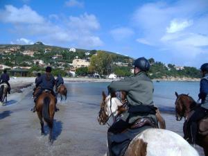 Ιππασία σε αυτό το κατάλυμα σε φάρμα ή εκεί κοντά