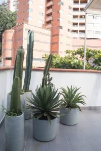 a group of cactitious plants in pots on a wall at Espectacular apartamento Duplex VIP 501 con jacuzzy in Sabaneta