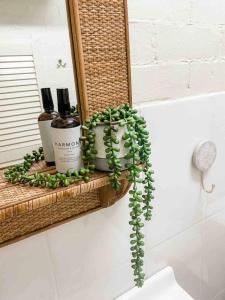 a bathroom shelf with two bottles of soap and a plant at Seaside Serenity~GamesRoom~HotSpa! in Port Macquarie