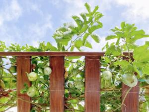 Giardino di 南鴻雅築South Home