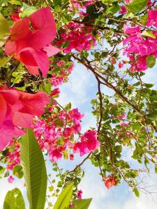 Giardino di 南鴻雅築South Home