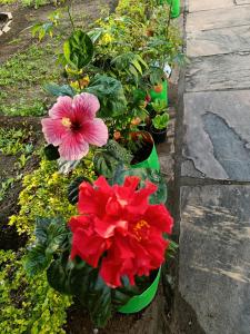 un grupo de flores en un jardín en Jheelam Homestay en Bhopal