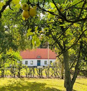 un edificio bianco con tetto rosso in un campo alberato di Äspögården Bed & Breakfast a Klagstorp