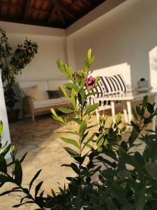 salon z kanapą i rośliną w obiekcie Sunset Apartment w mieście Orašac