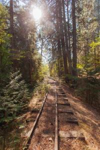 an old train track in a forest with the sun shining at Northern Queen Inn in Nevada City