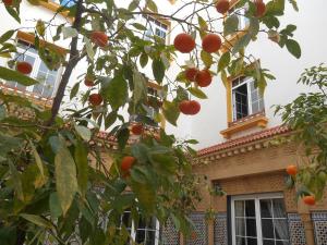 an orange tree in front of a building with windows at Dar Nador in Nador
