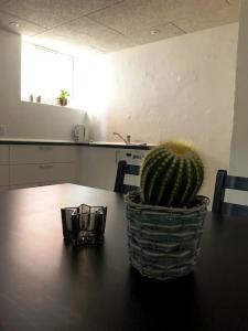 a cactus sitting on top of a table in a kitchen at Lejlighed i midtby - tæt på alt in Viborg