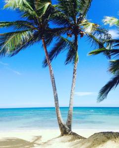 two palm trees on a beach with the ocean at Playa Palmera Beach Resort in Punta Cana