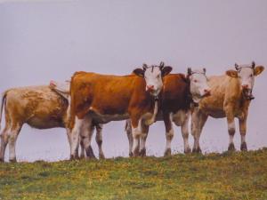 グリンデルワルトにあるApartment Chalet Eiger-1 by Interhomeの野原の上に立つ牛