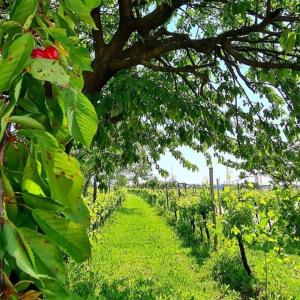 チヴィダーレ・デル・フリウーリにあるAgriturismo "La di Buiatの樹木の緑の畑