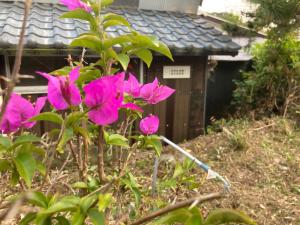 日南市にあるGuesthouse Nichinan - Vacation STAY 46738vの家の前のピンクの花の群れ