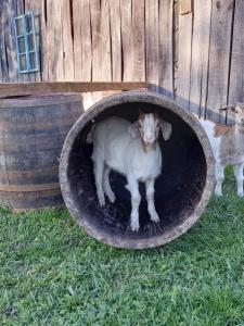 a goat is standing in a large tire at studio apartman Ervi in Hlebine