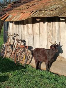 a small brown goat standing next to a wooden building at studio apartman Ervi in Hlebine