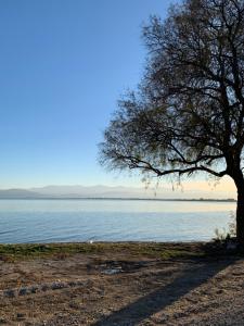 un árbol sentado junto a un gran cuerpo de agua en Holidays Pelion studio, en Nea Anjíalos