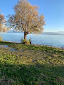 a tree on the shore of a body of water at Holidays Pelion studio in Nea Anchialos