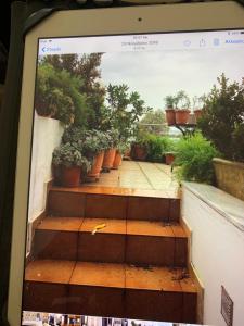 a screenshot of a picture of potted plants on a screen at Holidays Pelion studio in Nea Anchialos