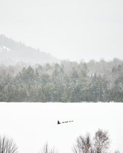 un pájaro volando sobre un lago en la nieve en Bluebird Lake Placid en Lake Placid