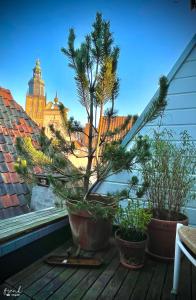 a potted tree on a balcony with a church in the background at Rijksmonument het Telmerck Zutphen in Zutphen