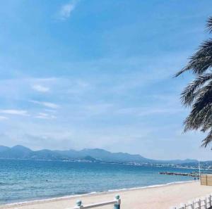 einen Strand mit einer Palme und dem Meer in der Unterkunft Maisonnette studio bas Suquet, 200m plages, 700m palais, au calme in Cannes