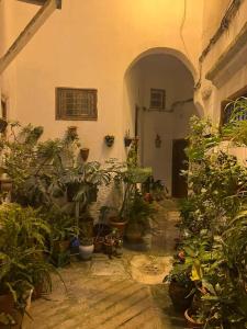 得土安的住宿－Dar Tetuania，楼里种有盆栽植物的小巷