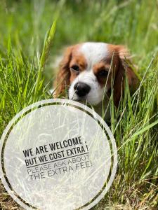 a dog is laying in the grass with a sign at Shepherds Hut Glamping in Bantry