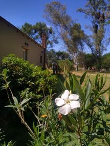 a white flower in a bush next to a house at El Trébol Casa de Campo in Naicó