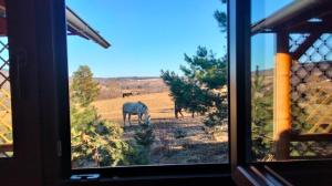 NowicaにあるOsada Kabardiaの窓から放牧している馬