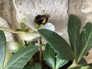 una abeja sentada en una flor blanca en Forest Heath Holidays - Denphyl, en Ringwood