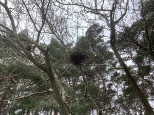 a tree with a nest in the top of it at Forest Heath Holidays - Denphyl in Ringwood