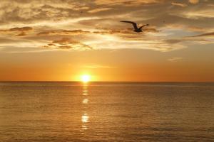 Ein Vogel fliegt bei Sonnenuntergang über dem Meer in der Unterkunft Charming 2 Bed South End Beachfront Condo at Popular Seawinds in Henry Key