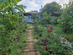 頭頓的住宿－Homestay Sen & Zen Villa Vũng Tàu，院子里种有玫瑰和植物的花园